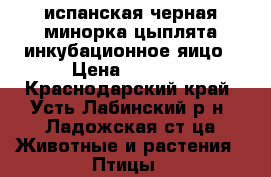 испанская черная минорка,цыплята,инкубационное яицо › Цена ­ 1 000 - Краснодарский край, Усть-Лабинский р-н, Ладожская ст-ца Животные и растения » Птицы   